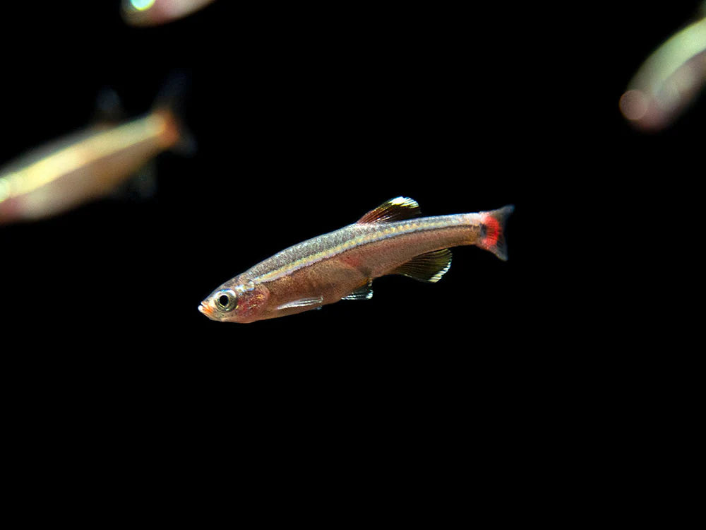White Cloud Mountain Minnow (Tanichthys albonubes)