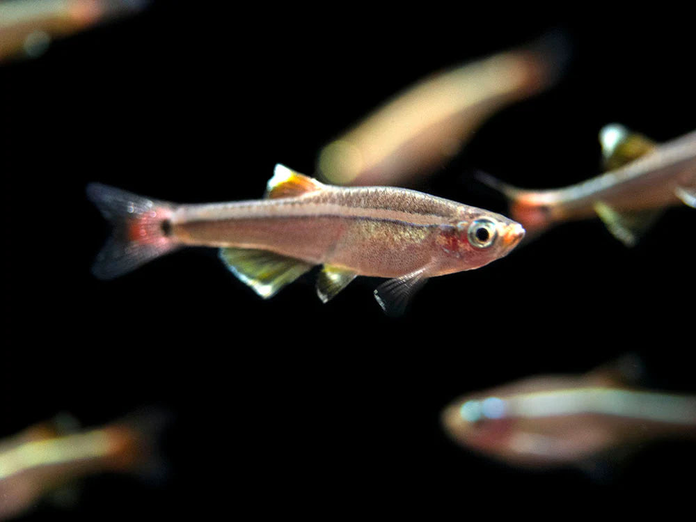 White Cloud Mountain Minnow (Tanichthys albonubes)