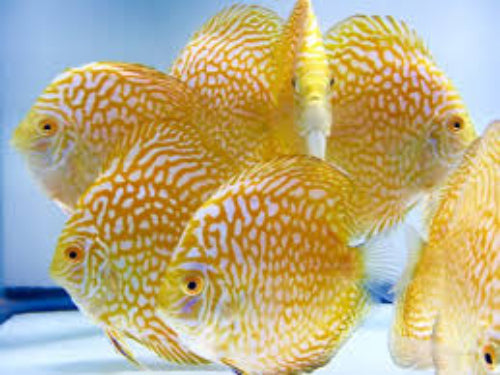 Yellow Tiger Discus - 6 CM