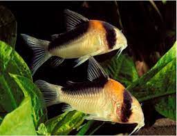 Adolfoi Corydora