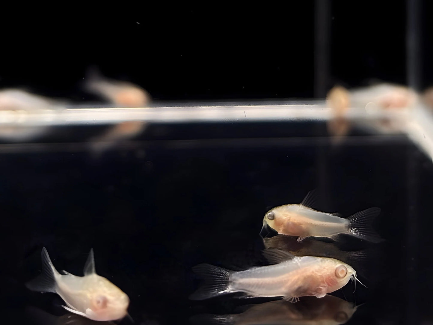 Albino Pygmy Corydoras