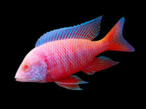 Albino Dragon Blood Cichlid 6-8 cm - NZ Breed