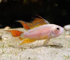 Albino Super Red Apistogramma Cacatuoides - Pair 1M & 1F