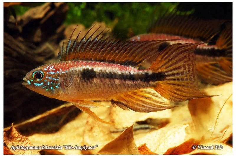 Apistogramma Bitaeniata " Red back"- Pair - 1M & 1 F