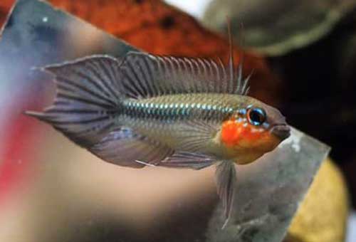 Apistogramma Elizabethae - Pair - 1M & 1 F