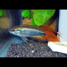 Apistogramma Agassizii super red Pair - 1M & 1F