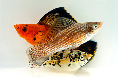 Assorted Sailfin Molly (Poecilia sp.)