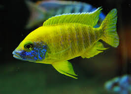 Large Yellow Baenschi Cichlid 12-15cm - NZ Breed