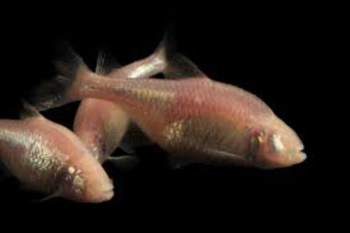 Blind Cave Tetra (Astyanax mexicanus)