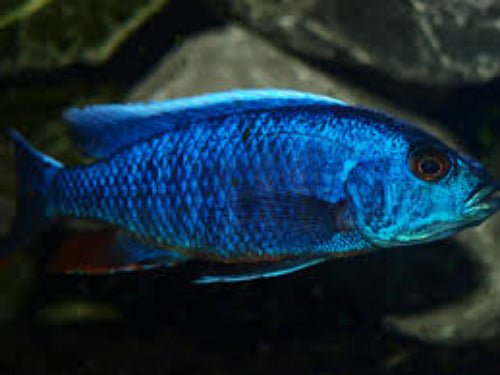 Blue Ahli Cichlid – (Sciaenochromis fryeri)