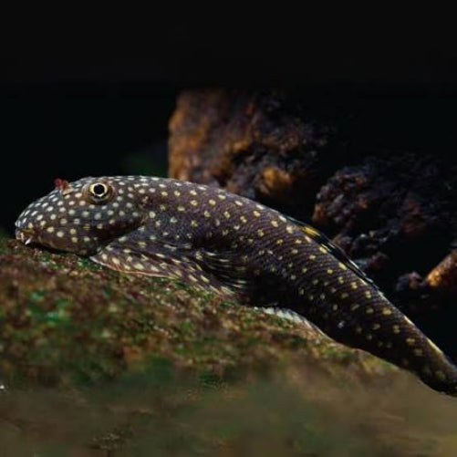 Borneo Hillstream Loach (Gastromyzon punctulatus)