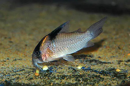 Spotted Corydora