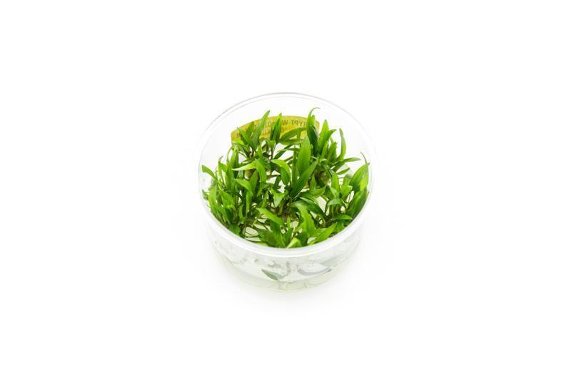 Cryptocoryne Green Gecko