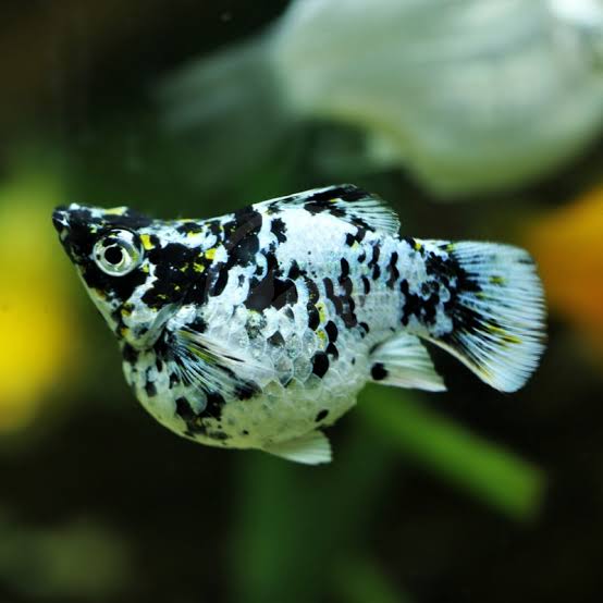 Dalmatian Balloon Molly (Poecilia sp.)