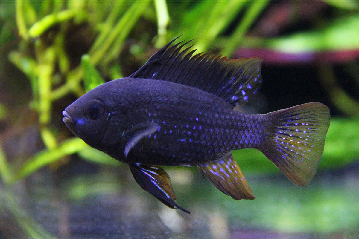 German Black Knight Ram Dwarf Cichlid (Mikrogeophagus ramirezi "German Black")