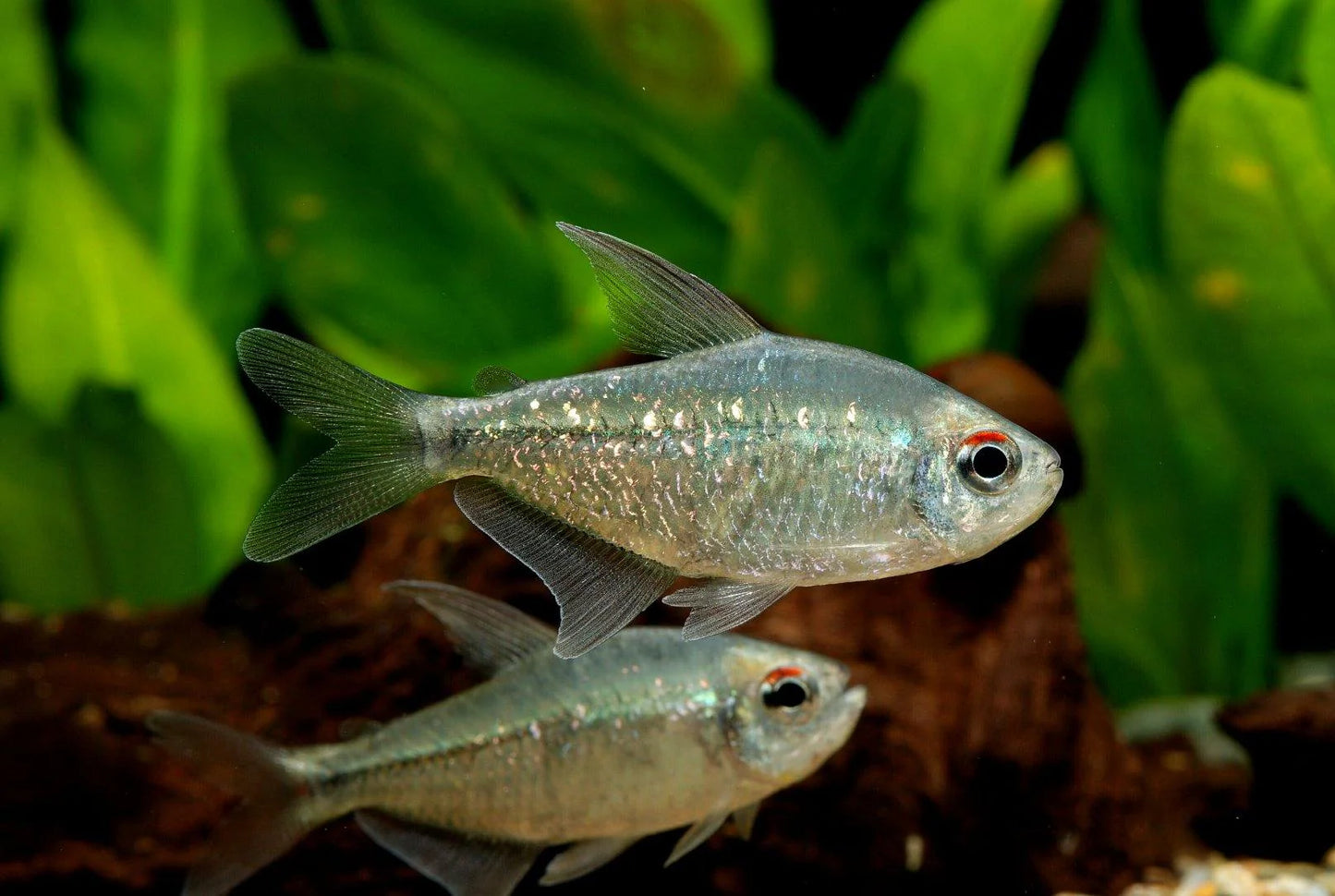 Diamond Tetra - Moenkhausia Pittieri
