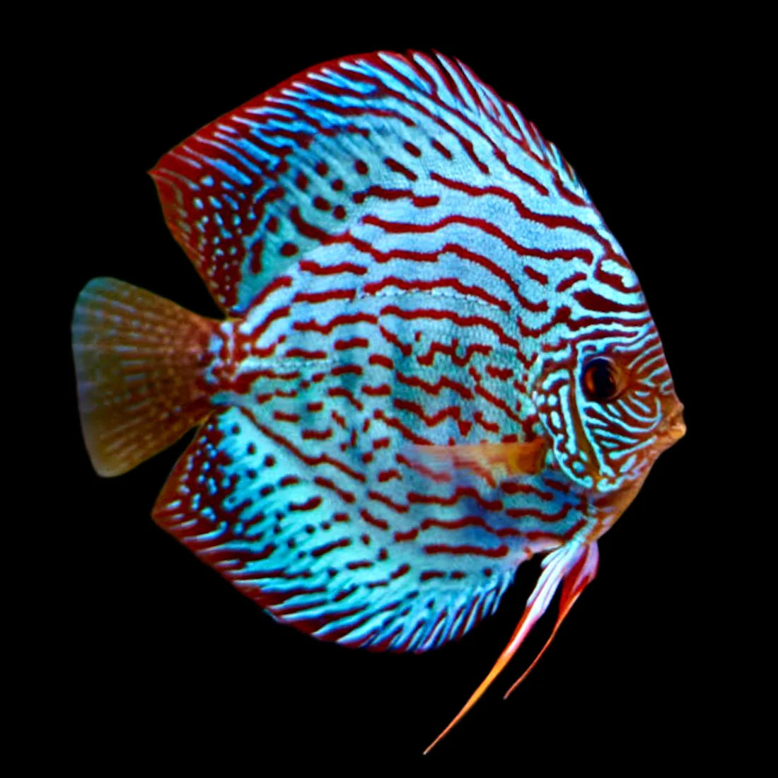 Blue Turquoise Discus