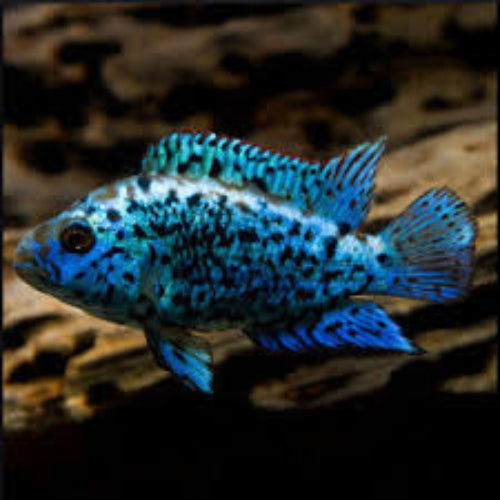 Electric Blue Jack Dempsey Cichlid (Rocio octofasciata "Electric Blue")