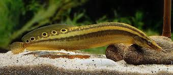 Peacock Eel - Macrognathus siamensis