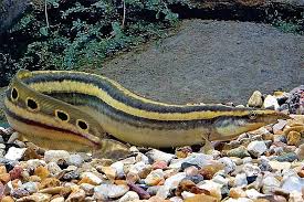 Peacock Eel - Macrognathus siamensis