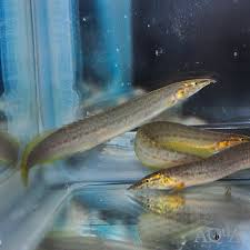 Yellow Fin Spiny Eel