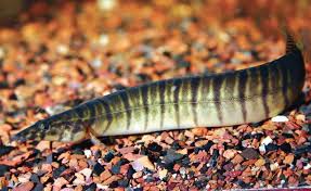 Zebra Spiny Eel