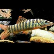 Green Tiger Botia Loach