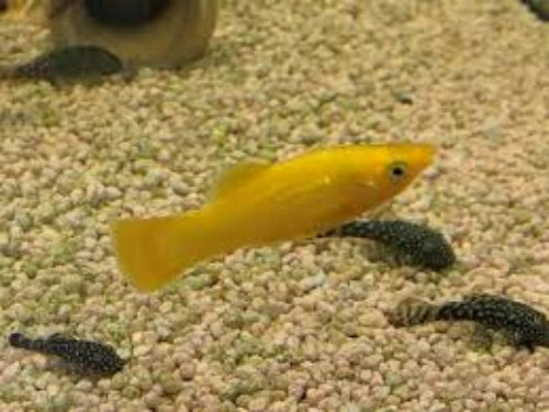 Gold Diamond Molly (Poecilia sphenops)
