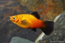 Sunburst Wag Platy