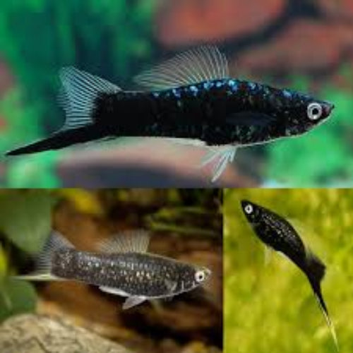 Black Sword Tails (Xiphophorus hellerii)
