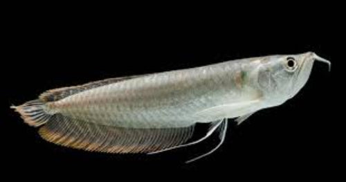 Sliver Arowana