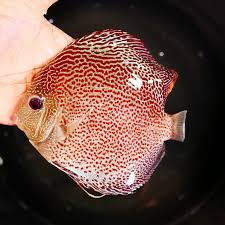 Red Leopard Discus