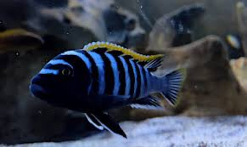 Group Red Top Likoma - NZ Breed - 2M 3F