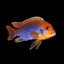 Rusty Cichlids