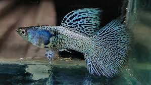 Metal Coral Lace Guppy Trios