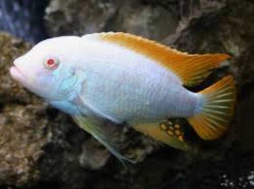 Albino Red Top Ice Mbuna Cichlid