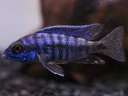 Blue Peacock Cichlid -Aulonocara nyassae