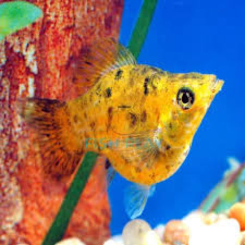 Red Leopard Balloon Molly