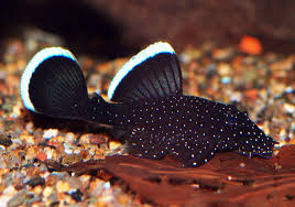 Starlight bristlenose