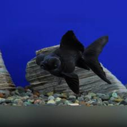 Black moor Goldfish – Top Fin Aquatics - Main Image