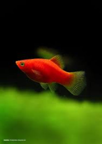 Red Coral Platy (Xiphophorus maculatus)