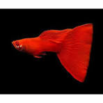 Full red Guppy - Female