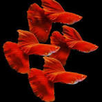 Full red Guppy - Female