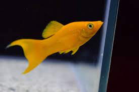 Tangerine Molly