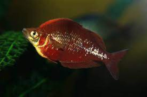 Red Rainbow fish (Melanotaeniidae)