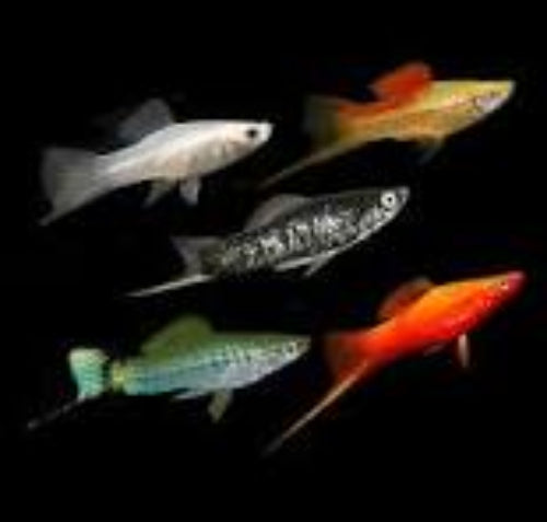 Assorted Swordtails