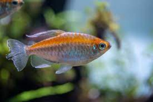 Congo Tetra (Phenacogrammus interruptus)