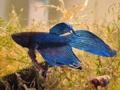 Assorted Long Fin Male Beta