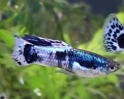 Black Marble Guppy - Male
