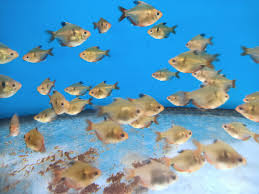 Balloon Serpae Tetra